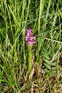 Dactylorhiza incarnata subsp. incarnata resmi