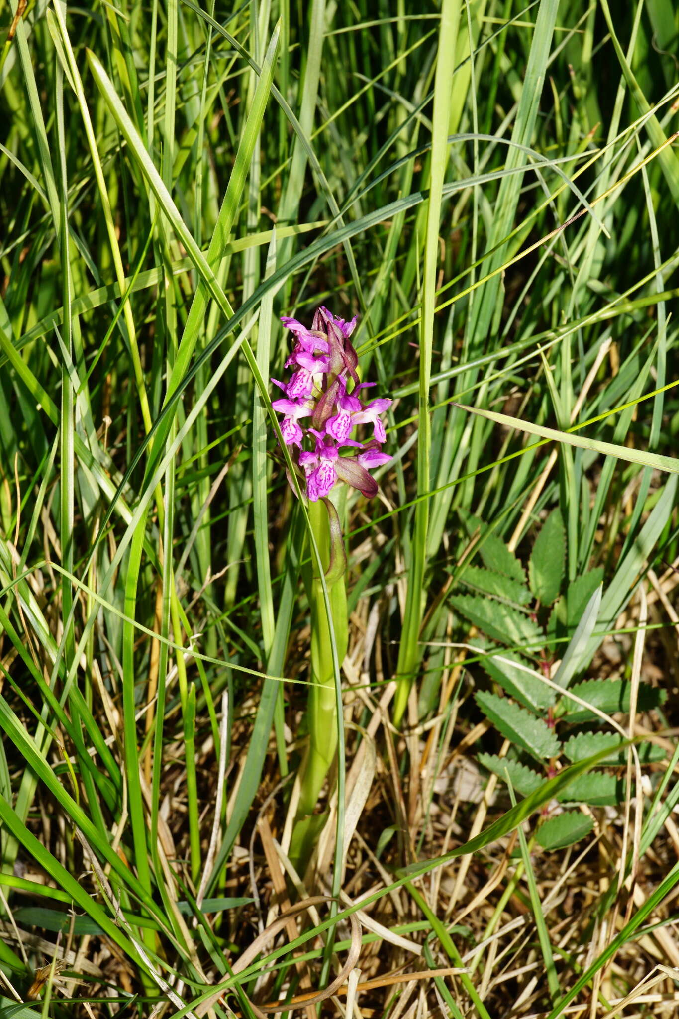 Dactylorhiza incarnata subsp. incarnata resmi