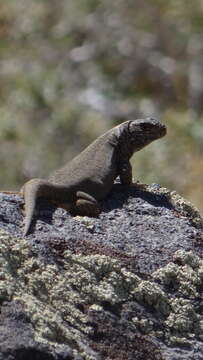 Image of Buerger's Tree Iguana