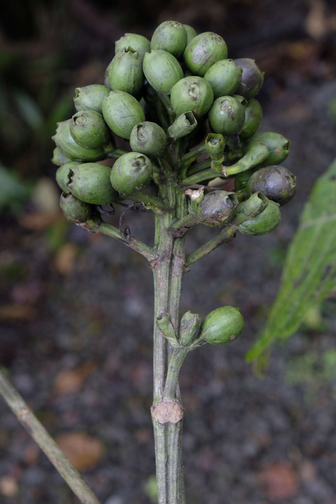 Image of Isertia laevis (Triana) B. M. Boom