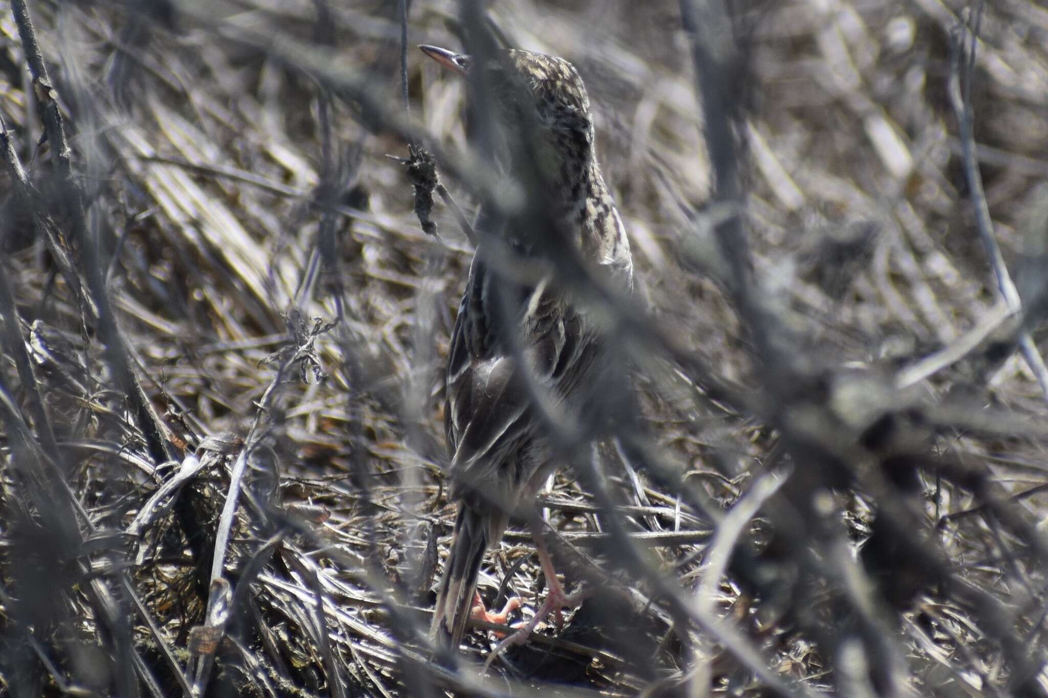 Image of Peruvian Pipit