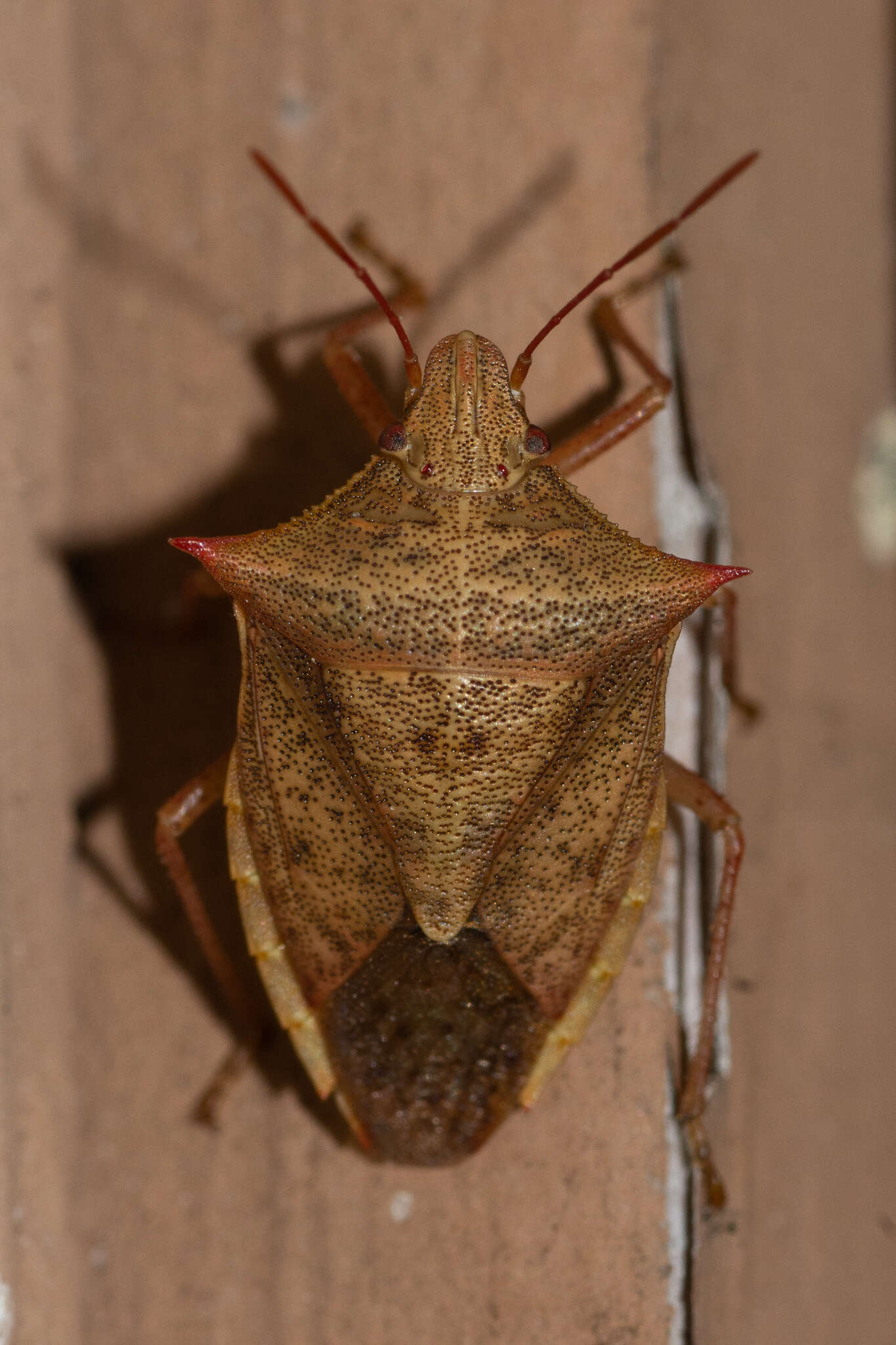 Image of Euschistus (Euschistus) ictericus (Linnaeus 1763)