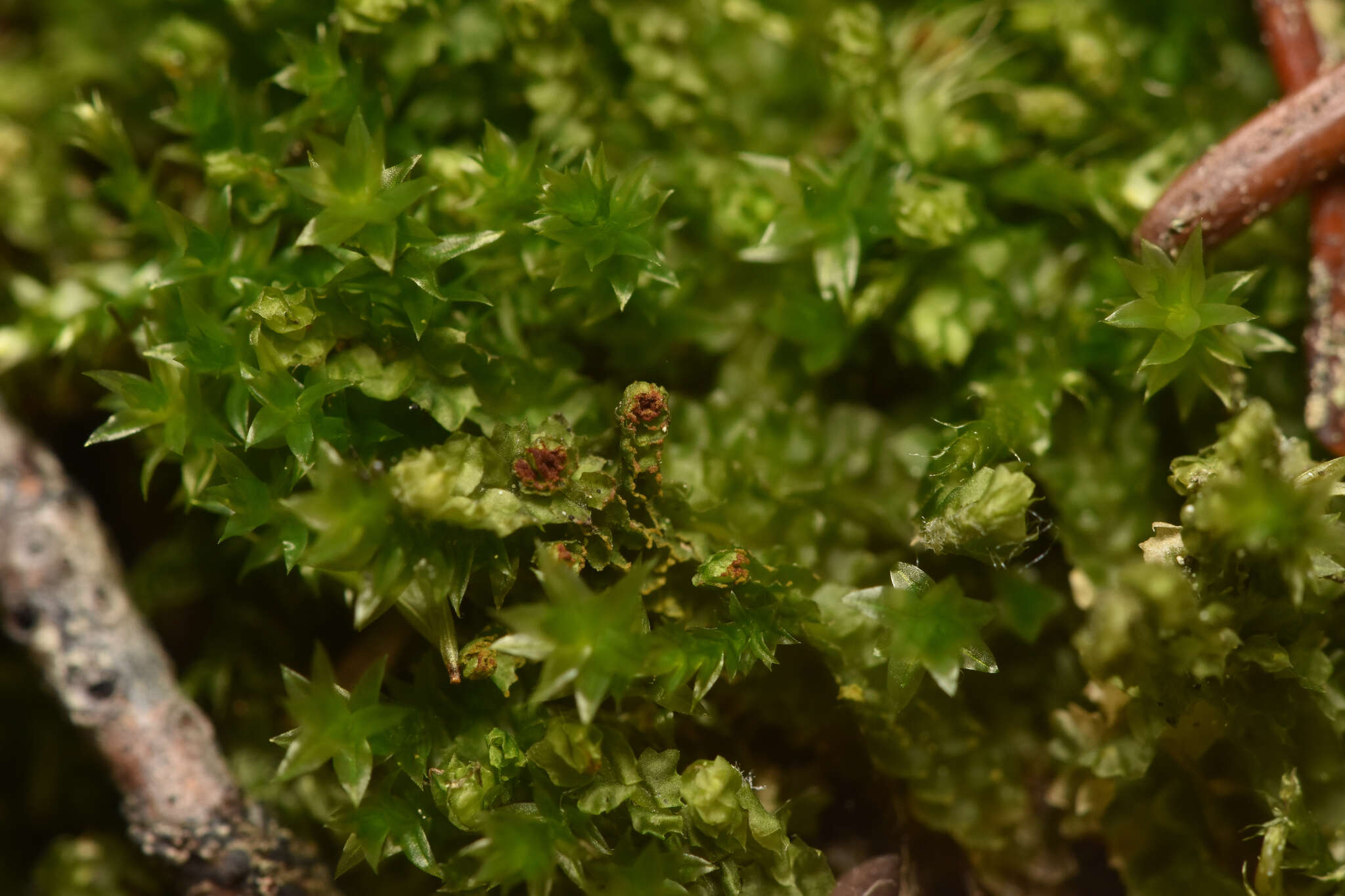 Image of Barbilophozia hatcheri (A. Evans) Loeske