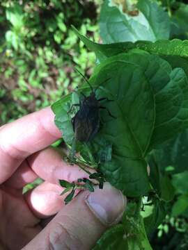 Image of Giant sweetpotato bug