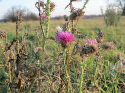 Слика од Carduus acanthoides L.