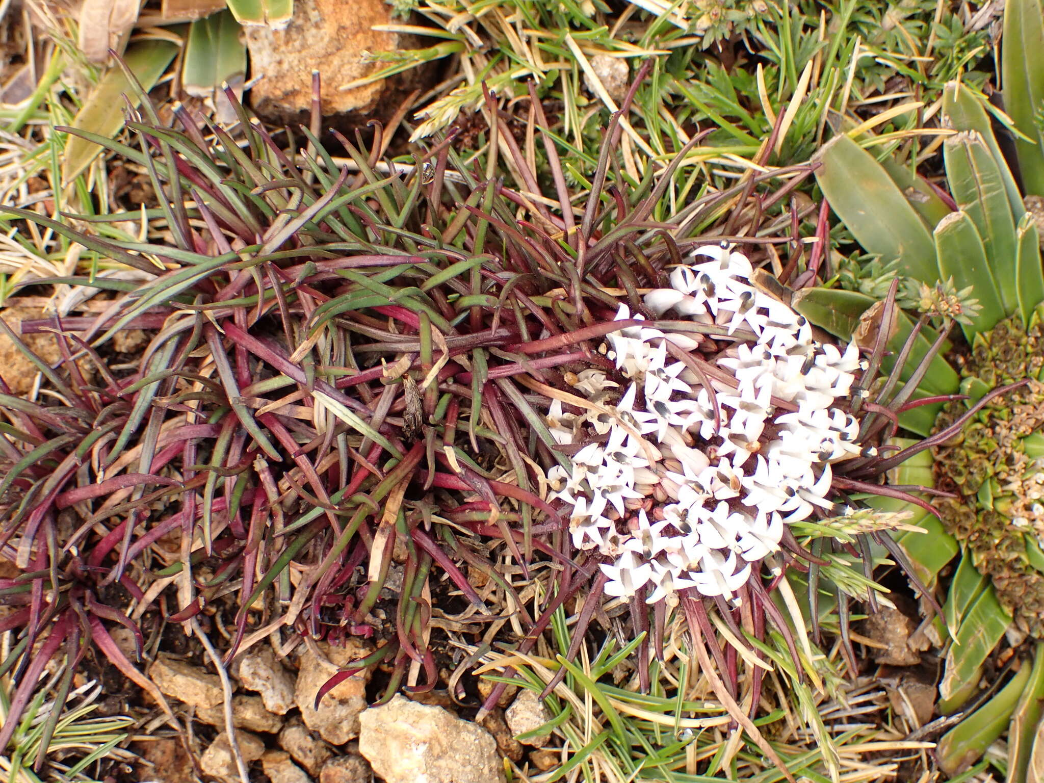 Imagem de Lysipomia multiflora McVaugh