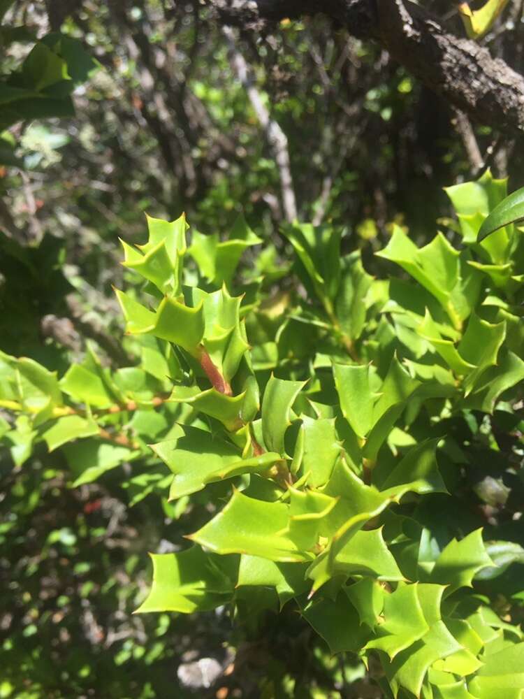 Griselinia jodinifolia (Griseb.) Taub.的圖片