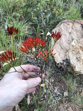 Image of Haemodorum coccineum R. Br.