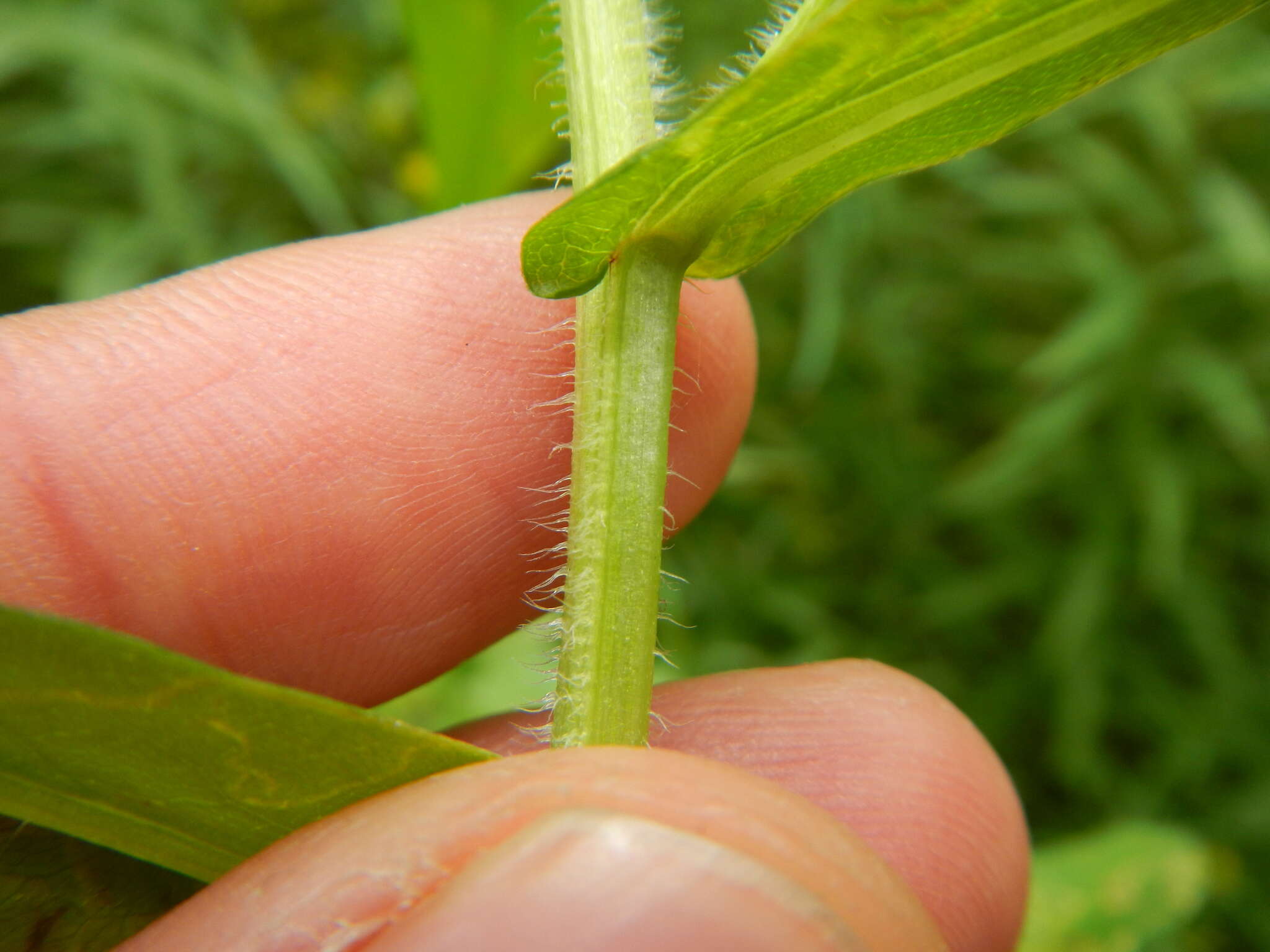 Plancia ëd Symphyotrichum firmum (Nees) G. L. Nesom