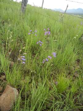 Image of Sonoran beardtongue