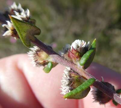 Image of Phylica callosa L. fil.