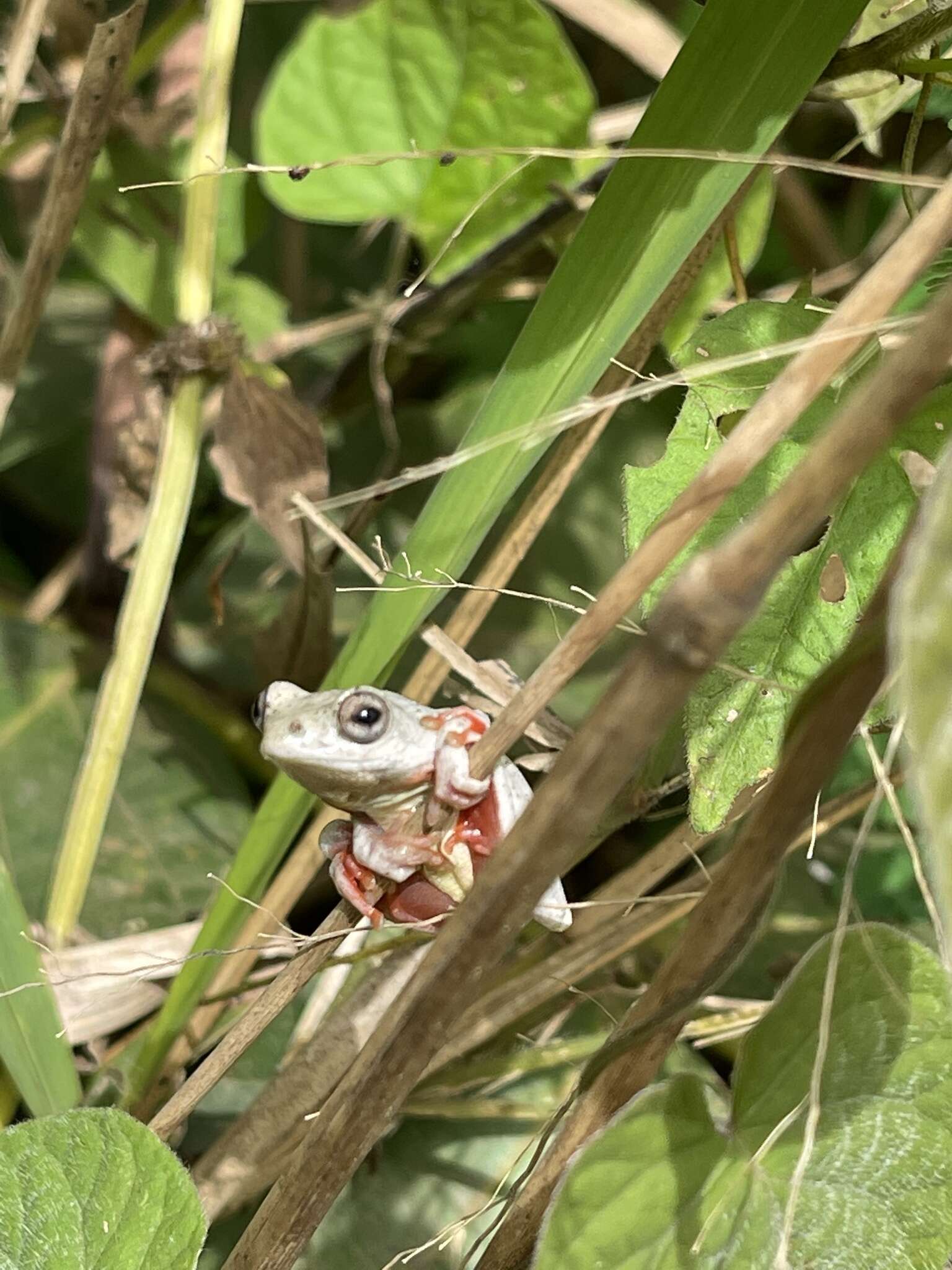 Image of Balfour's Reed Frog