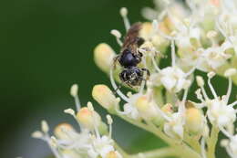 Image of Andrena integra Smith 1853