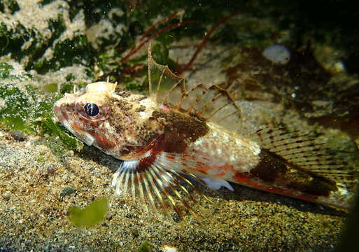 Image of Chitonotus