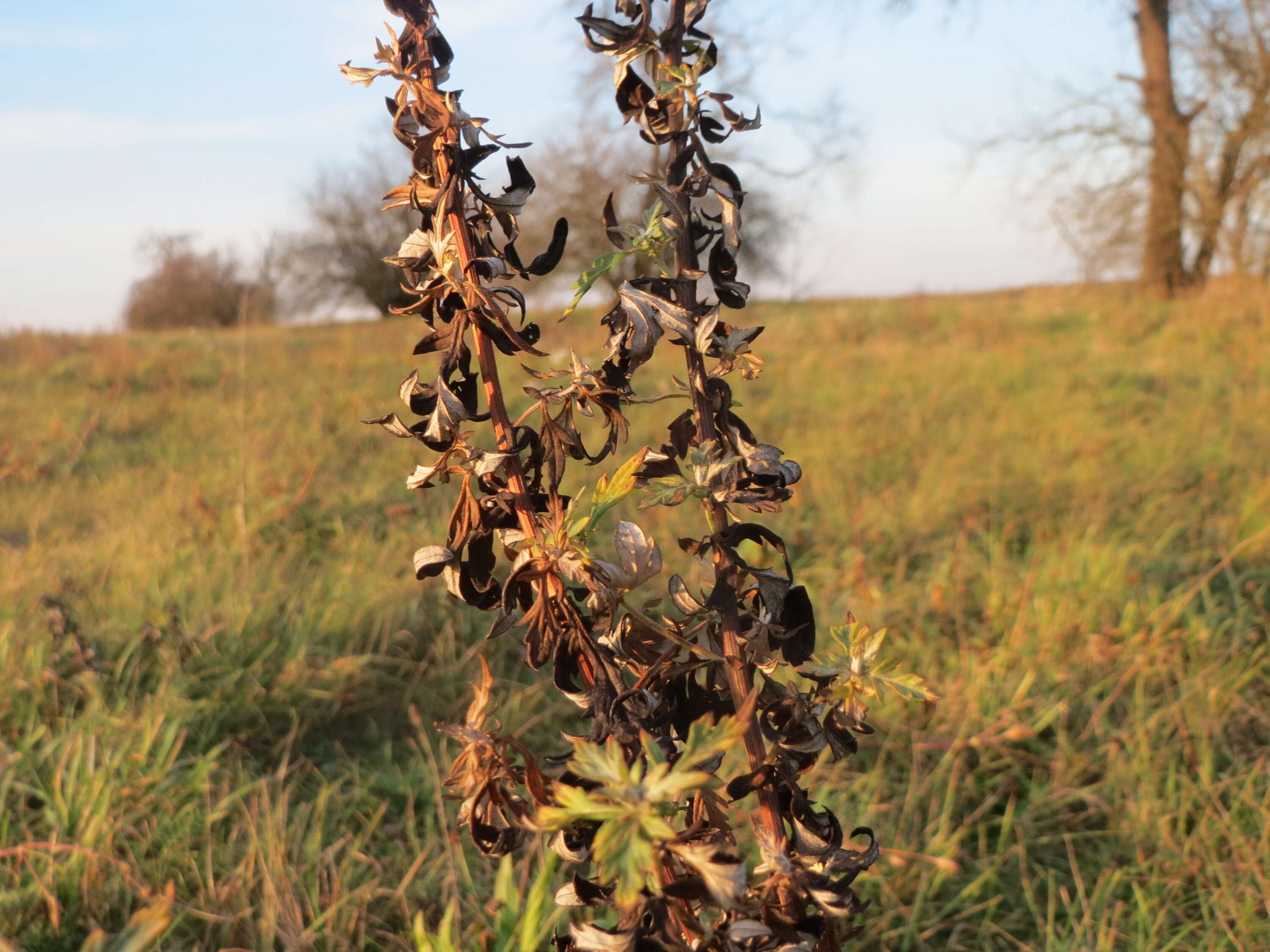 Image of common wormwood