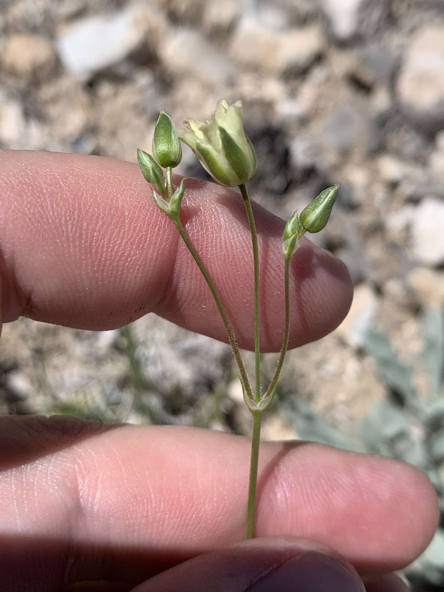 Image of Mojave Sandwort