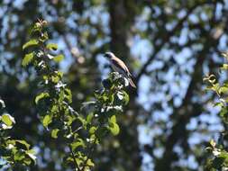 Image of Red-backed Shrike