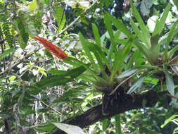 Image of Vriesea taritubensis E. Pereira & I. A. Penna