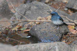 Image of White-bellied Blue Flycatcher