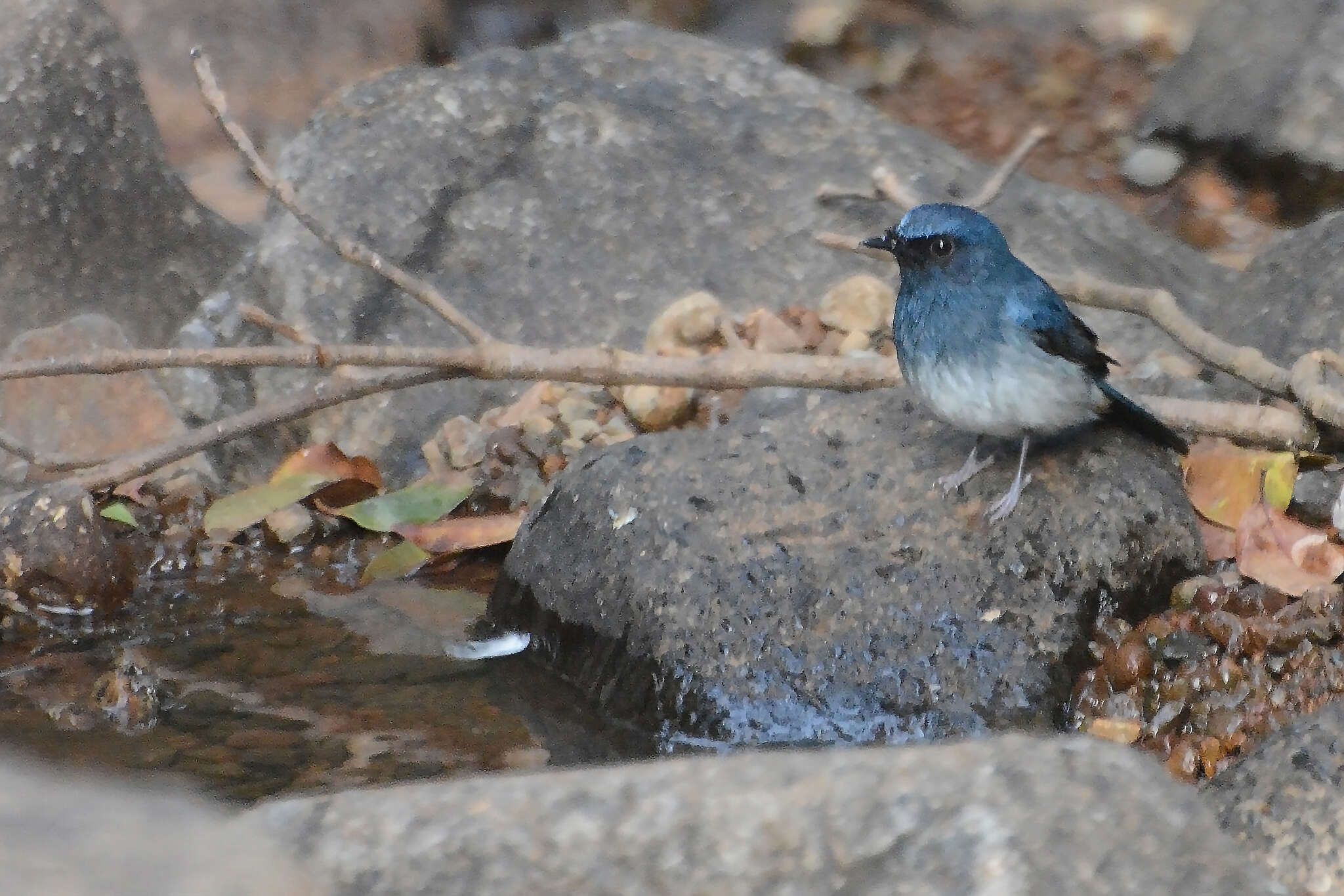 Image of White-bellied Blue Flycatcher