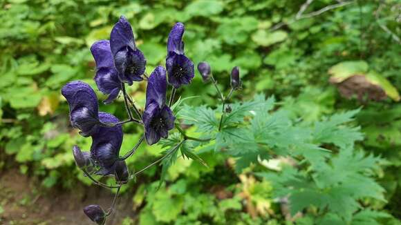 Aconitum nasutum Rchb.的圖片