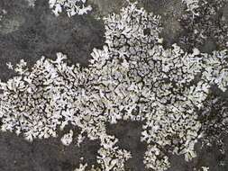 Image of Blue-gray rosette lichen