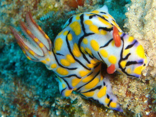 Image of Hypselodoris kanga Rudman 1977