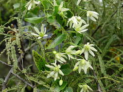 Image of Clematis forsteri J. F. Gmel.