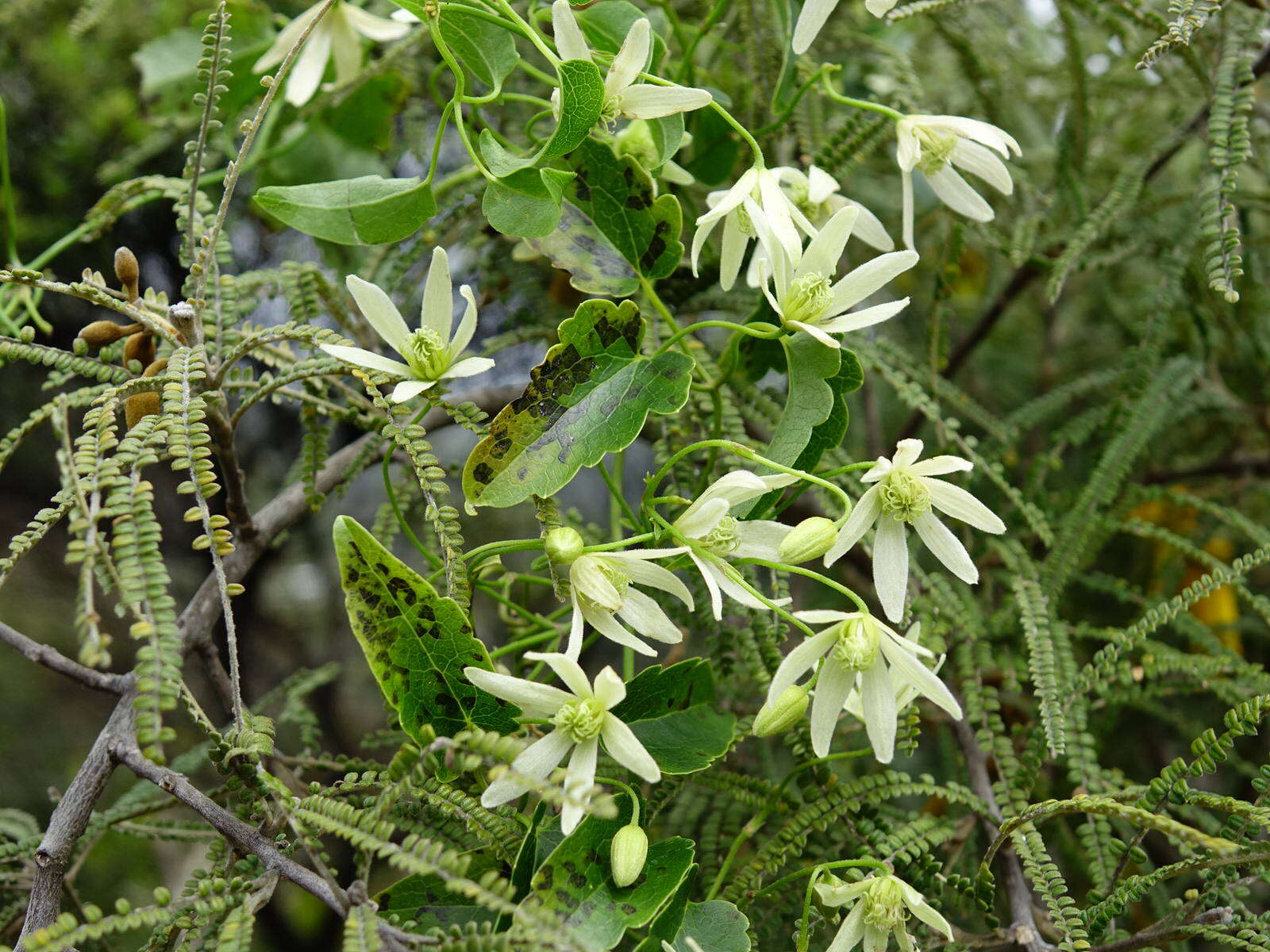 صورة Clematis forsteri J. F. Gmel.