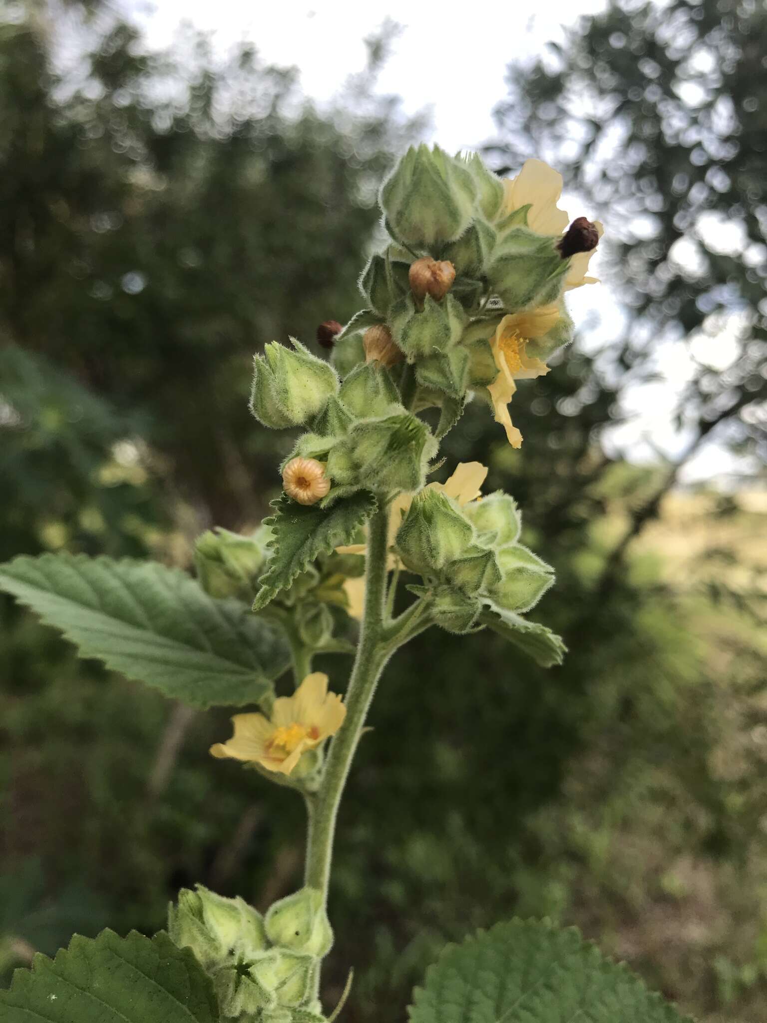 Image of country mallow