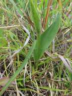 Image of Platanthera pachyglossa Hayata