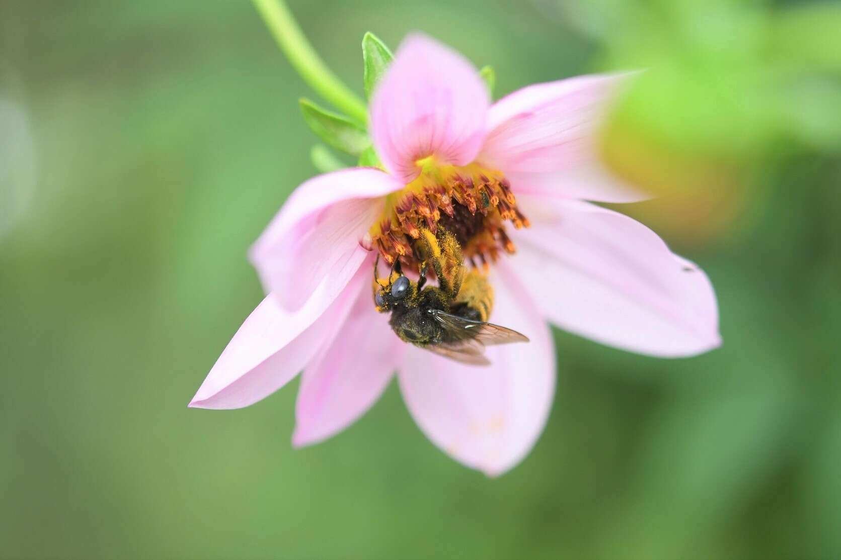 Plancia ëd Xylocopa tabaniformis sylvicola O'Brien & Hurd 1965