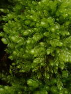 Image of plagiothecium moss