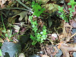 Image of licorice bedstraw