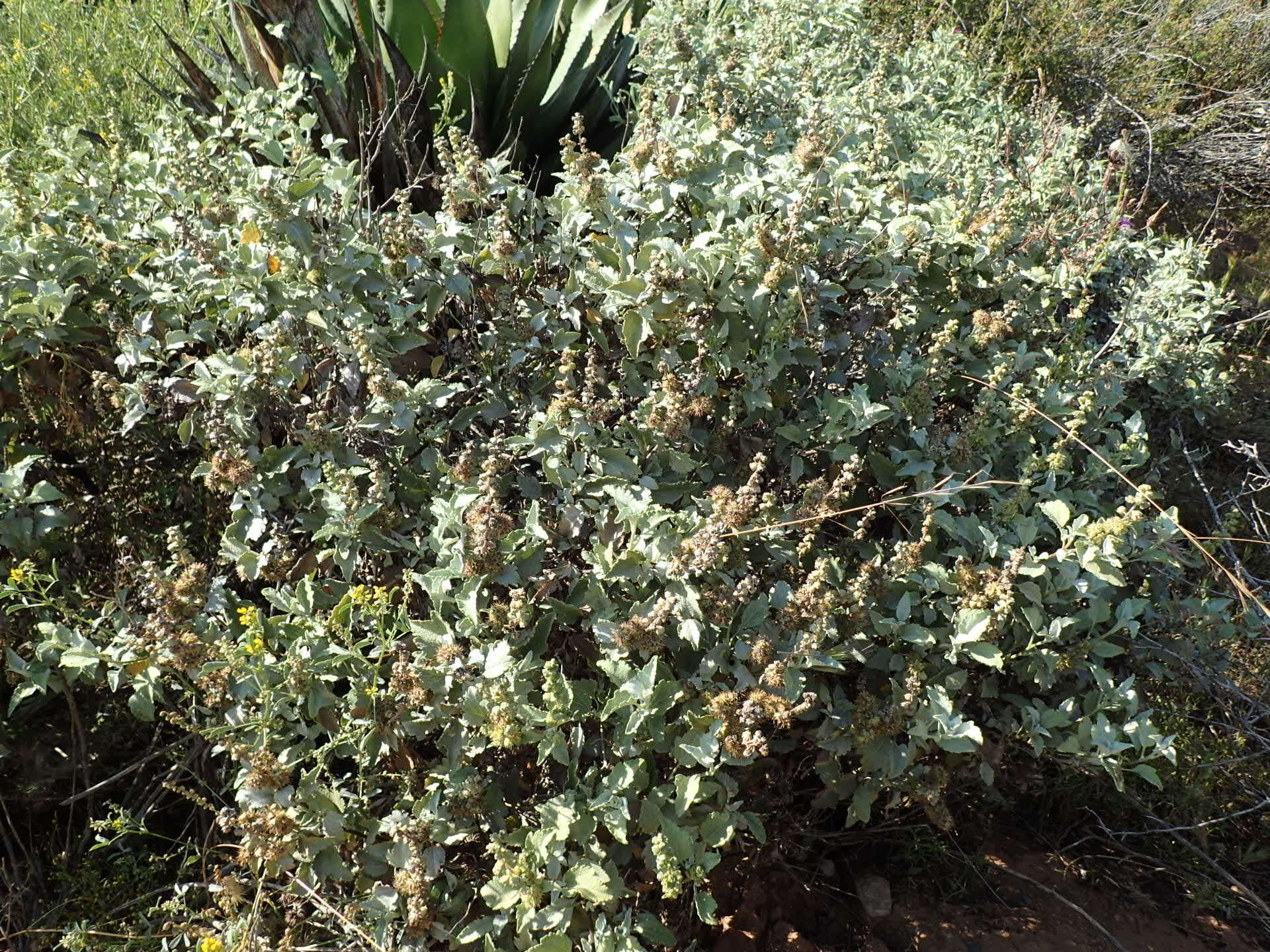 Image of San Diego bur ragweed