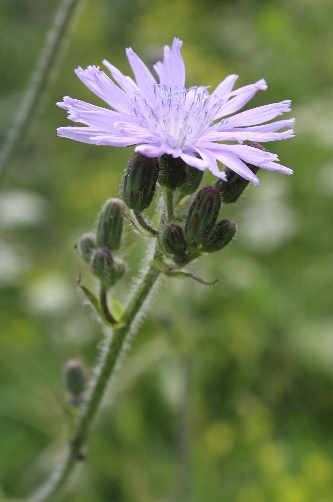 Image of Cicerbita macrophylla subsp. uralensis (Rouy) P. D. Sell