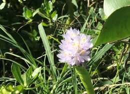 Image of Tropical Pickerelweed