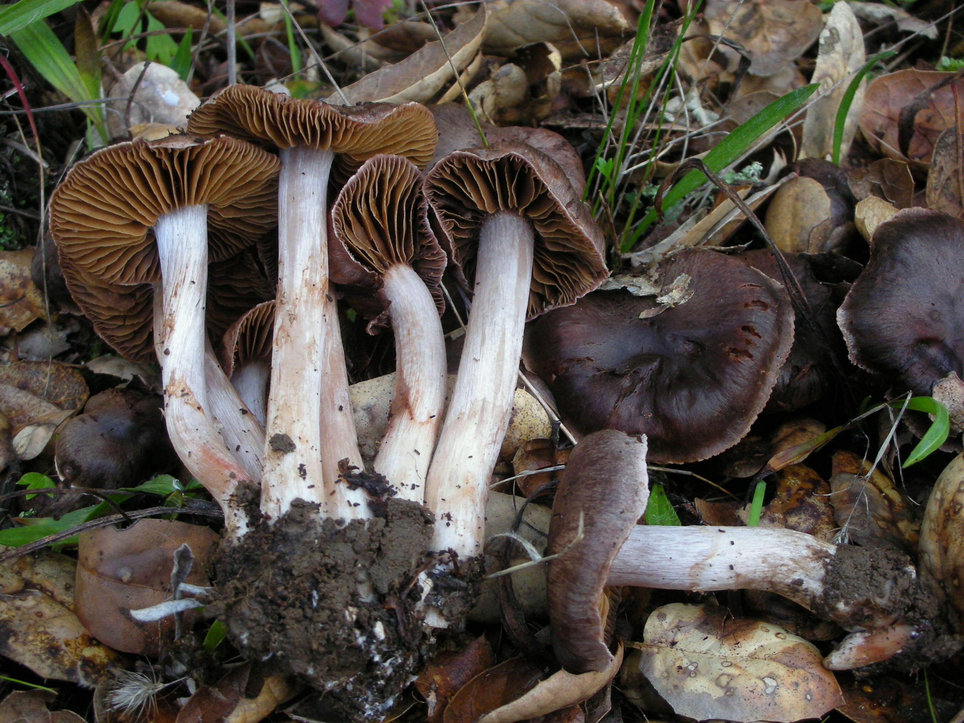 Sivun Cortinarius ohlone Bojantchev 2013 kuva