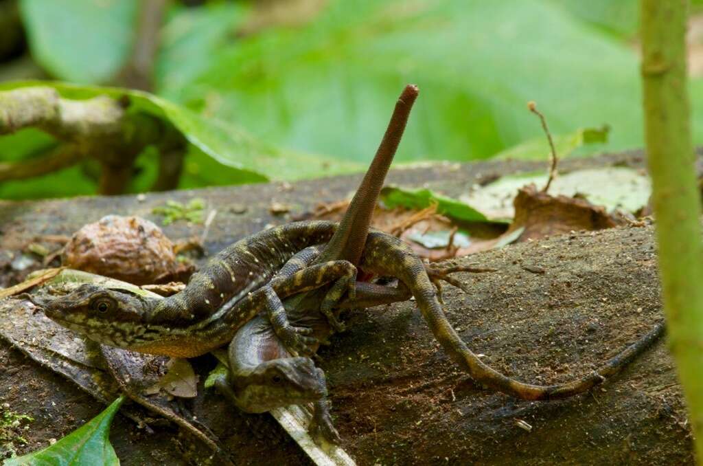 Image of Lion Anole