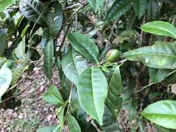 Image of Camellia furfuracea (Merr.) Cohen-Stuart