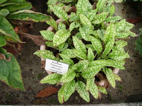 Plancia ëd Pulmonaria officinalis L.