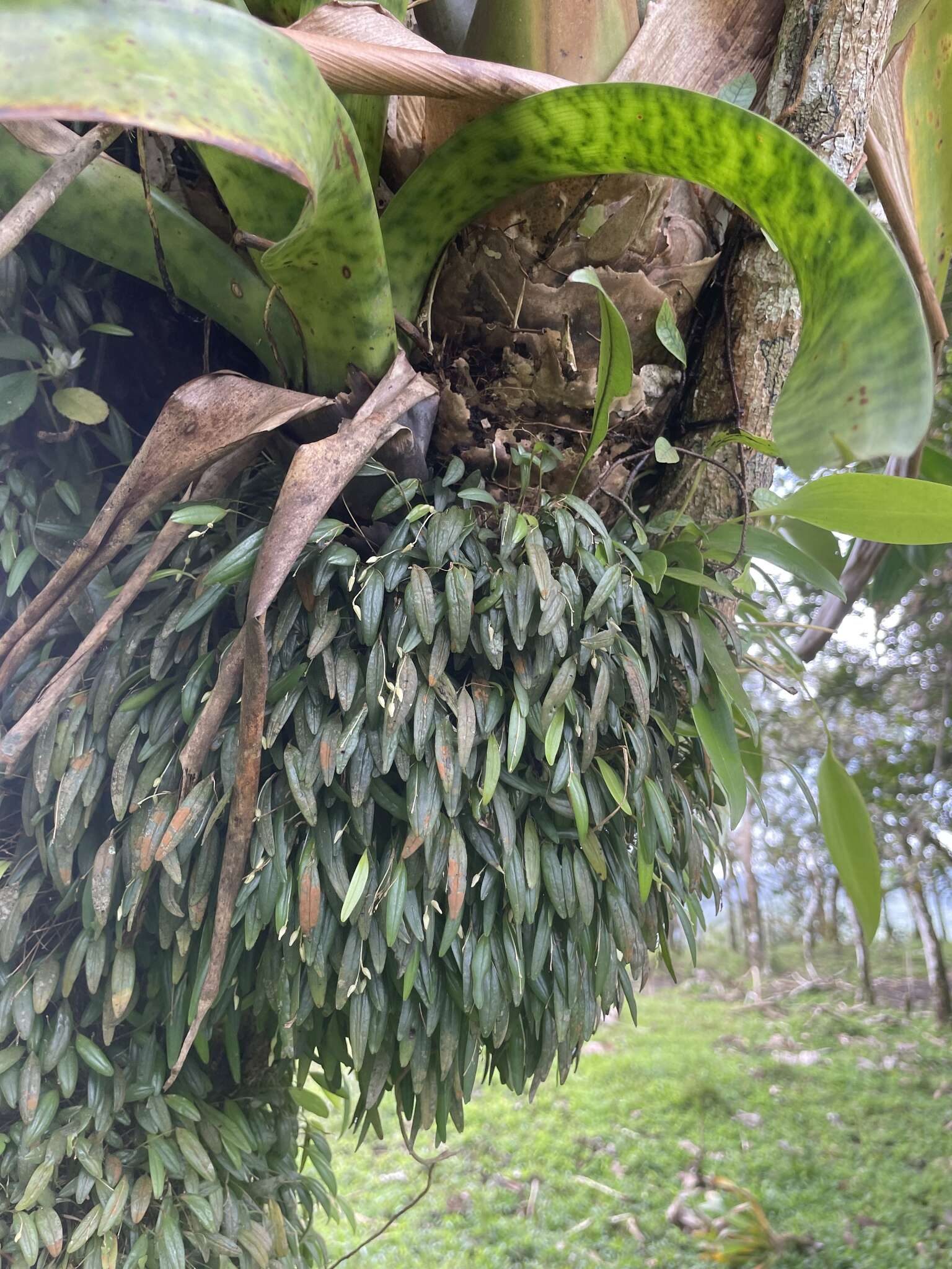 Image of waxy bonnet orchid