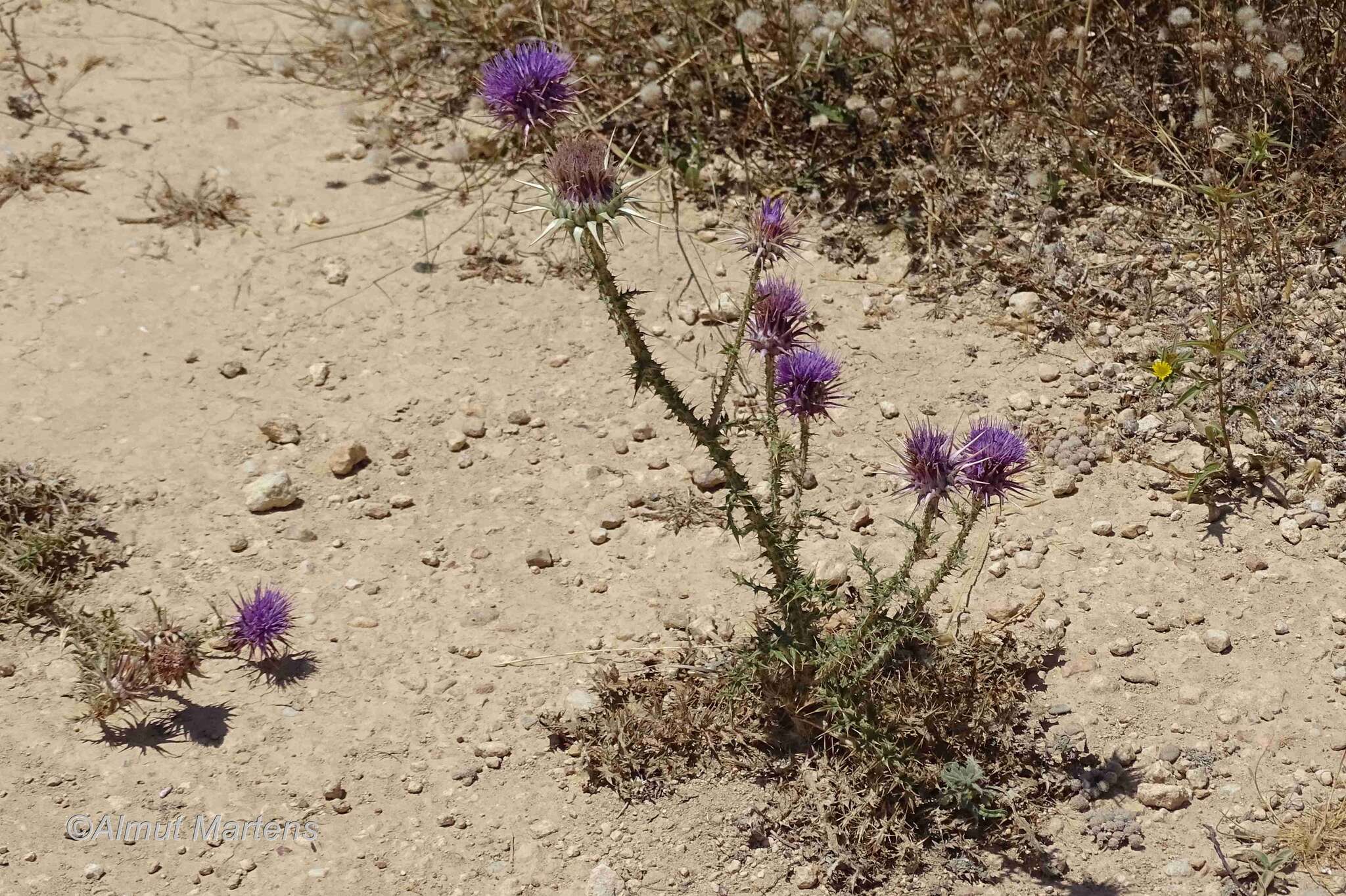 Image of Onopordum boissierianum Raab-Straube & Greuter