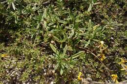 Image of Helianthemum rupifragum A. Kerner