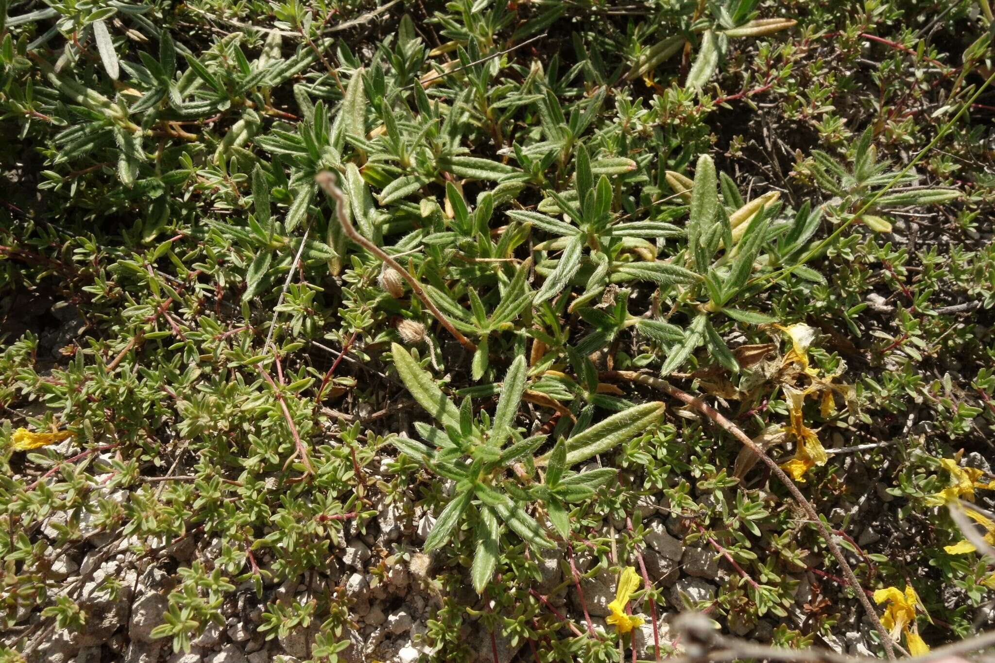 Image of Helianthemum rupifragum A. Kerner