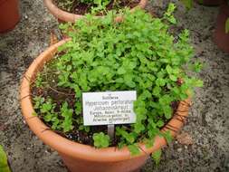 Image of St John's wort