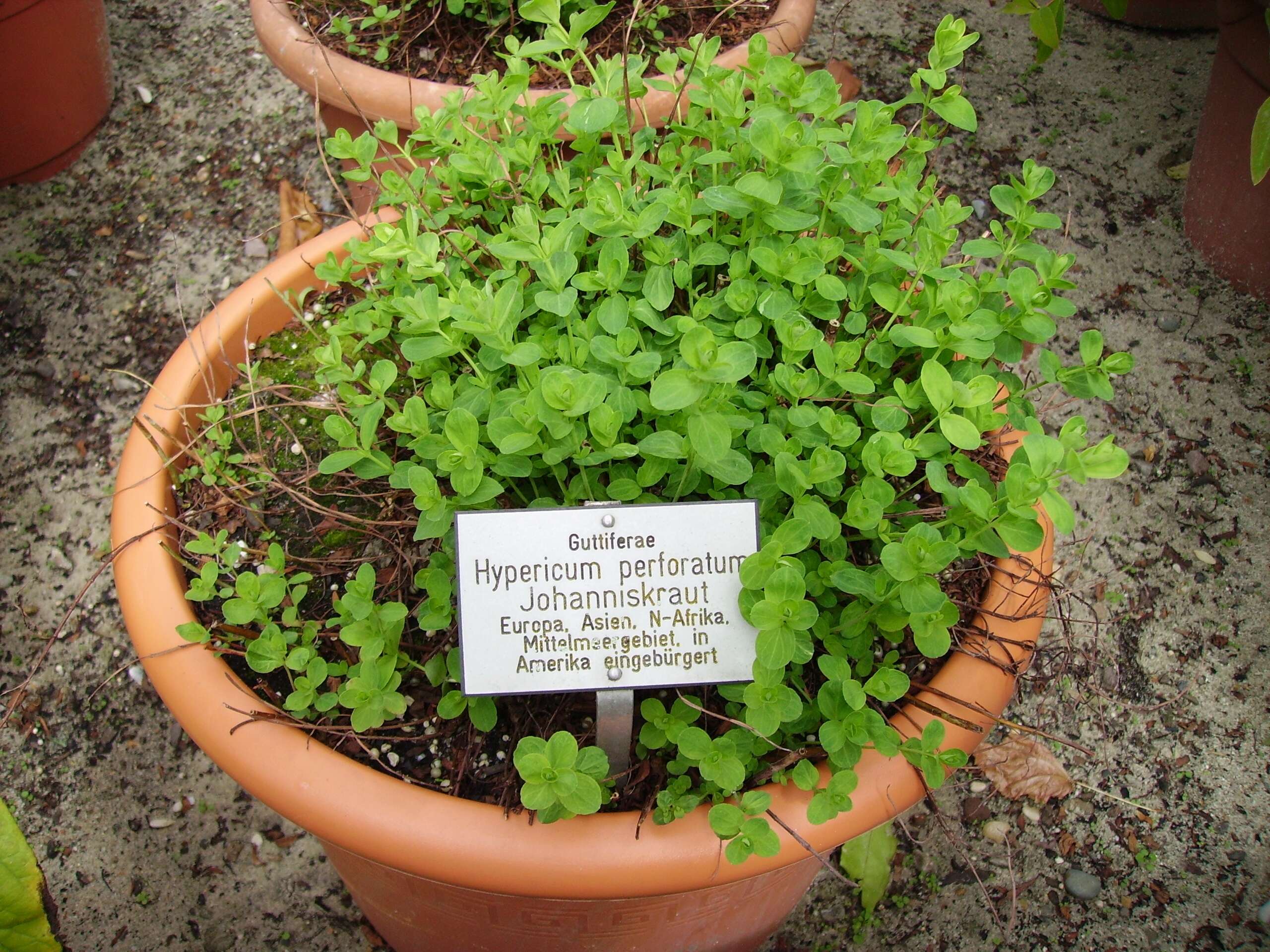 Image of St John's wort