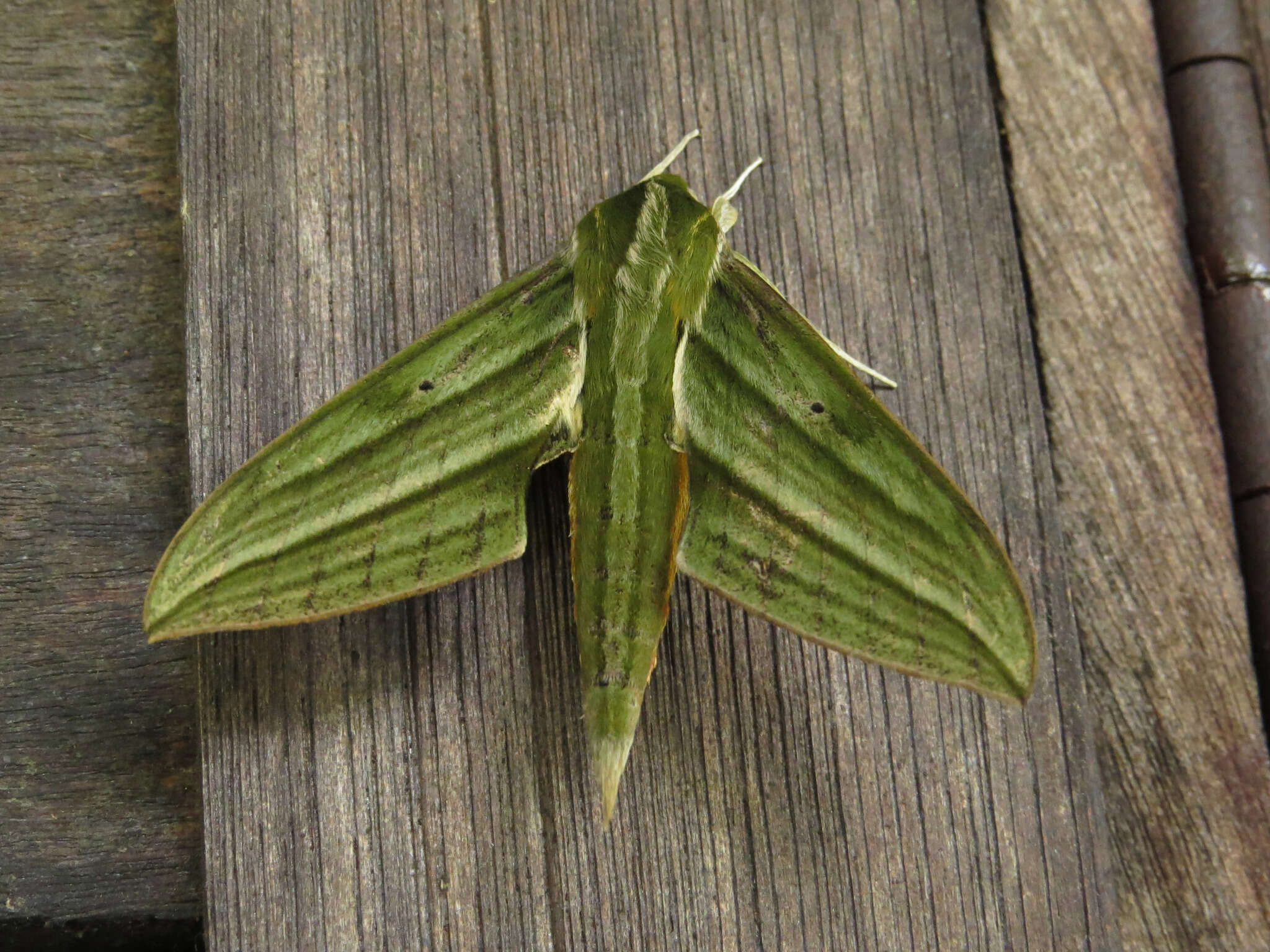 Image of Xylophanes aristor (Boisduval 1870)