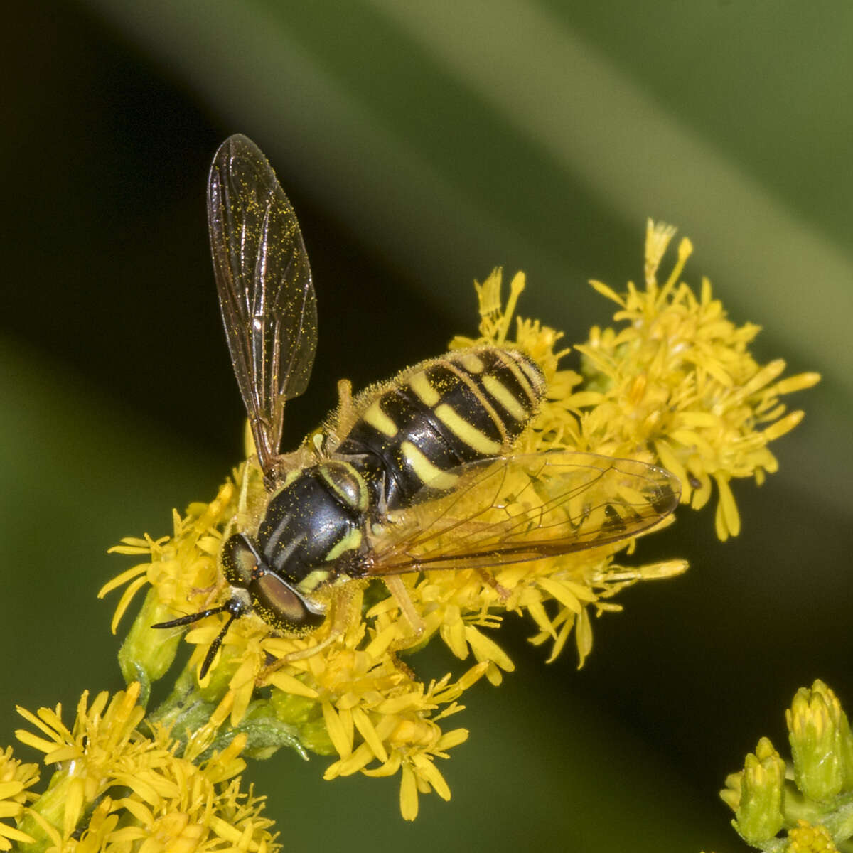 Image de Chrysotoxum pubescens Loew 1864