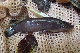 Image of Black madtom